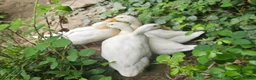 Ducks poultry for sale: 1 drake and 3 Aylesbury X pekin ducks  in South Molton - Advert 1