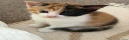 Mixed Breed cats for sale: Kittens Looking for Their Forever Homes!  - Advert 14