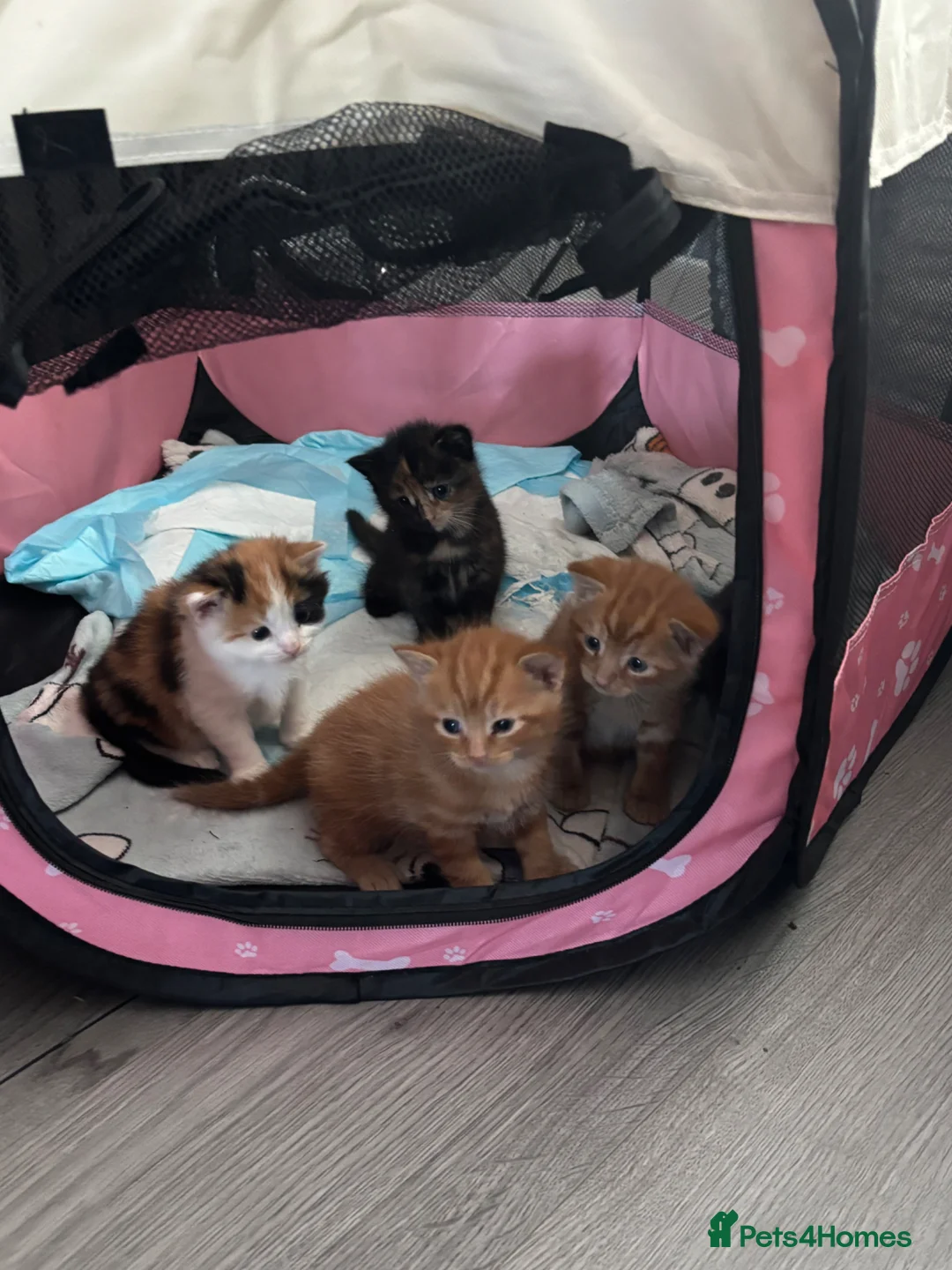 Mixed Breed cats for sale: Kittens looking for their new home in Clydebank - Advert 2