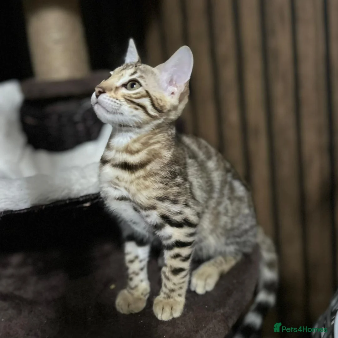 Bengal cats for sale: Just 1 girl left... Ready from END of April - Advert 2