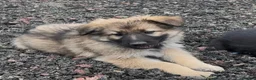 German Shepherd dogs for sale: German Shepherd pups - Advert 4