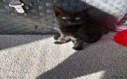 Bombay cats for sale: 1 Male 1 Female Bombay Mix kitten  - Image 5