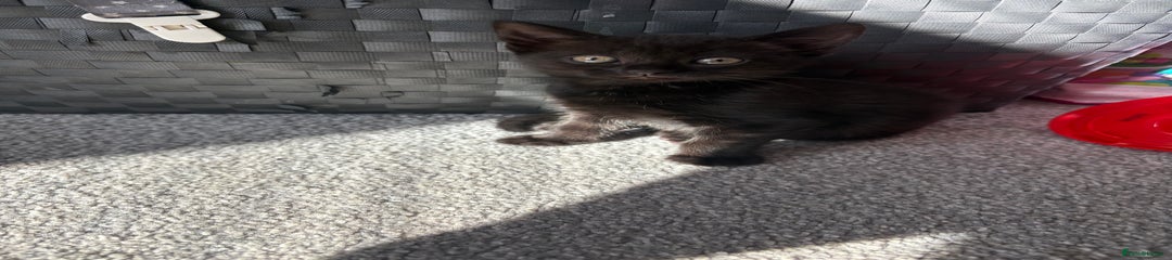 Bombay Kitten 2