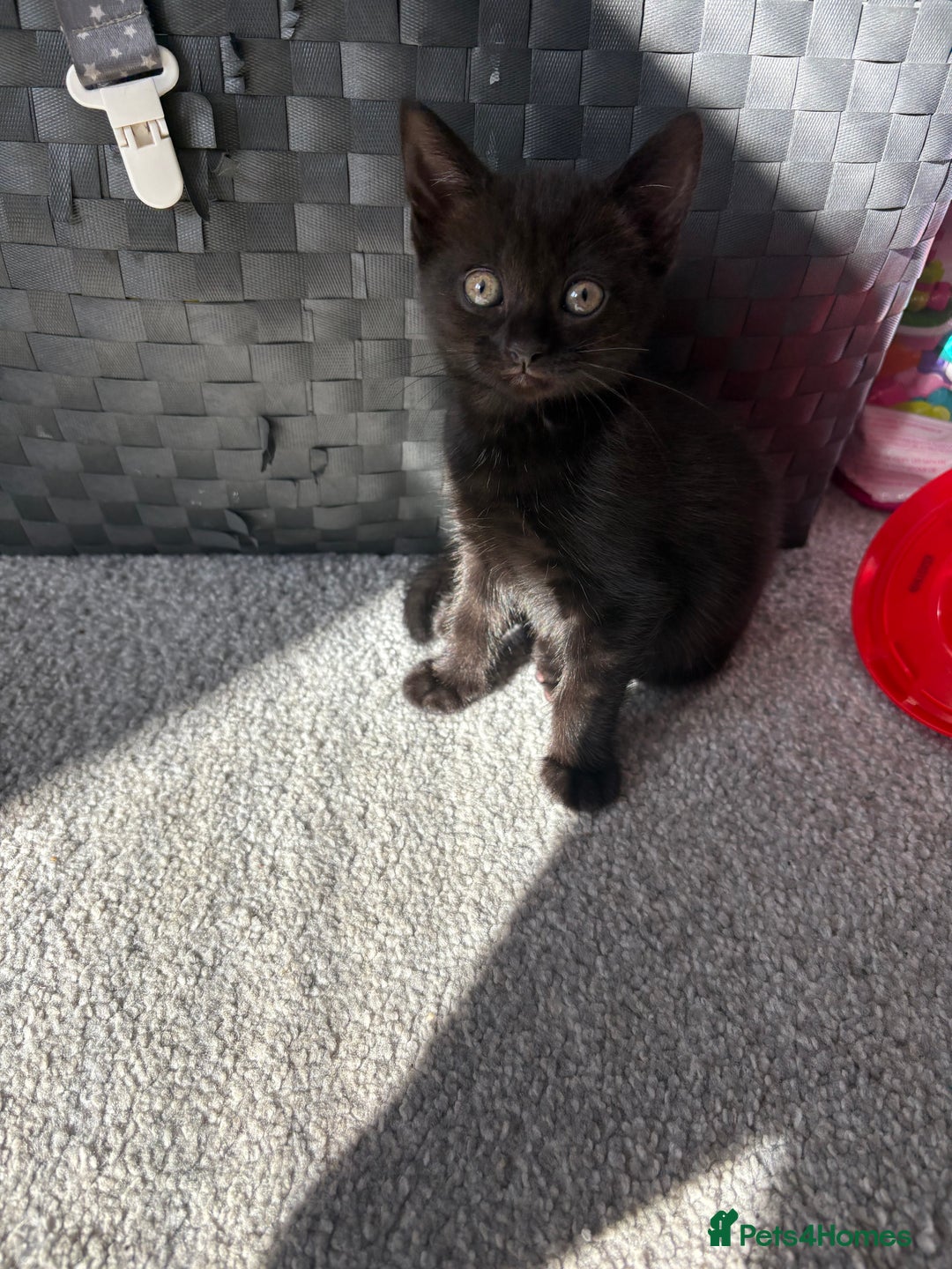 Bombay cats for sale: 1 Male 1 Female Bombay Mix kitten  - Image 5