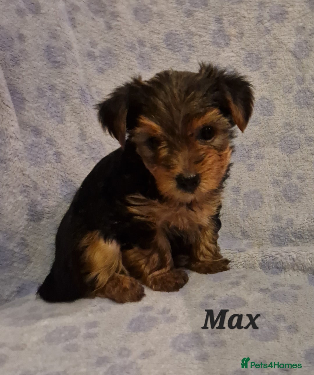 Yorkshire Terrier dogs for sale: Beautiful yorkie puppies - Advert 31