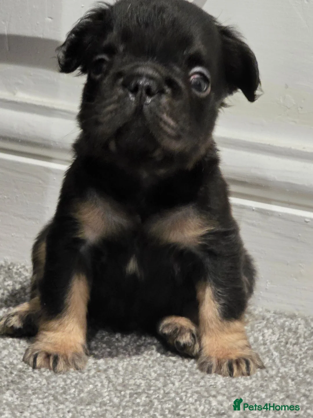 French Bulldog dogs for sale: French bulldog puppues in Willenhall - Advert 2
