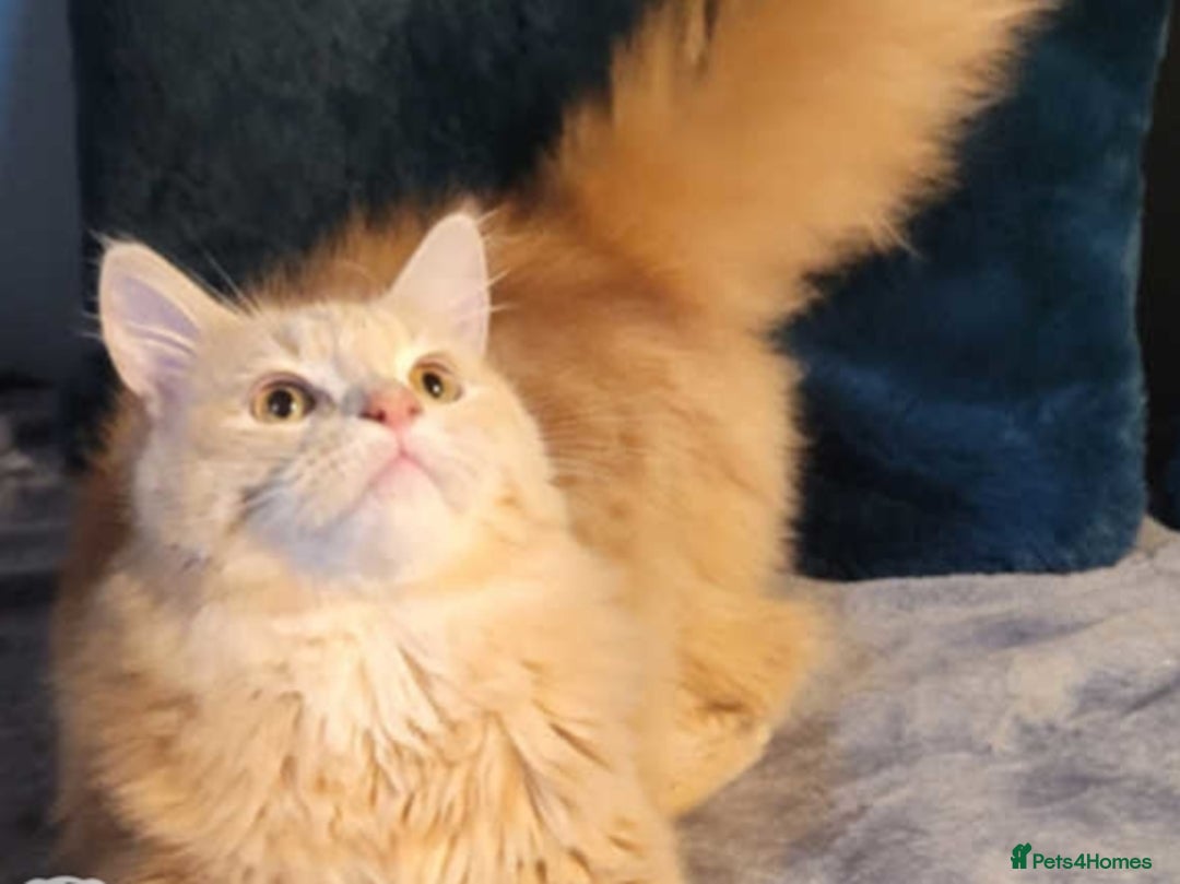 Maine Coon cats for sale: Very sad sale of Maine Coon & Siamese - Image 5