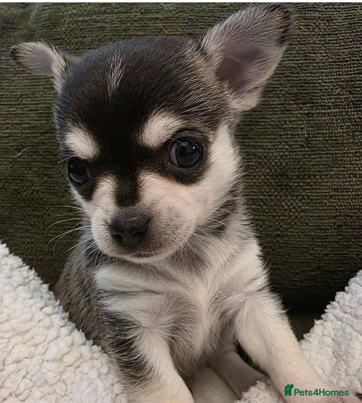 Chihuahua dogs ONE REMAINING Rare Tiny Pedigree Chihuahua Puppies - Advert 2