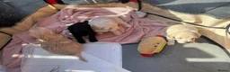 Yorkiepoo dogs for sale: Beautiful Yorkie-poo puppies  - Advert 14