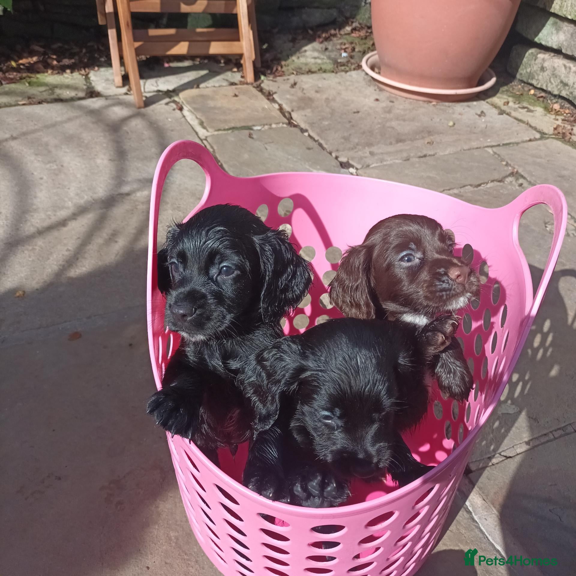 Cocker Spaniel dogs Working Cocker Spaniel Puppies boys and girls - Advert 1