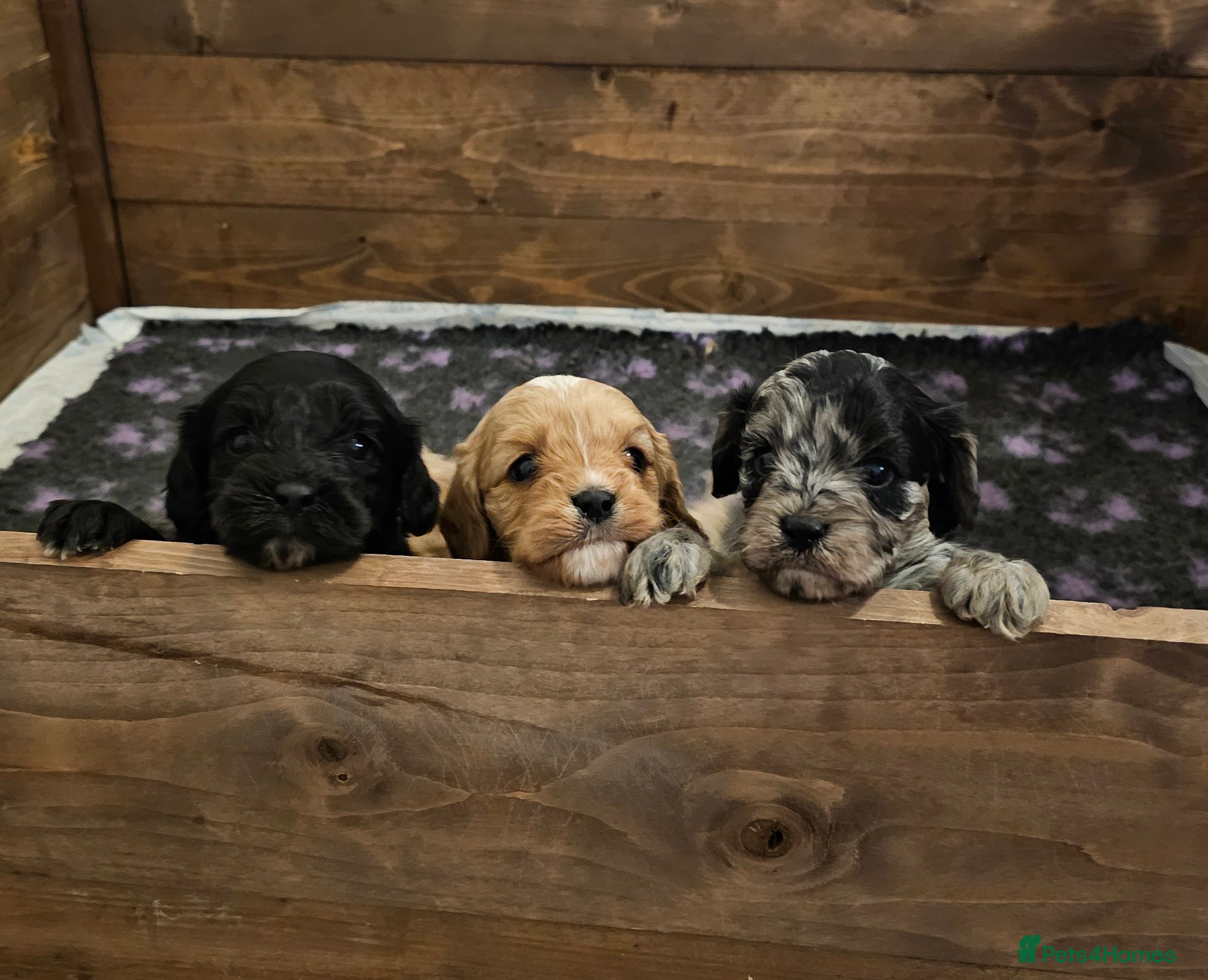 Cavapoo dogs Extensively health tested F1 Cavapoo puppies 🐶  - Advert 1