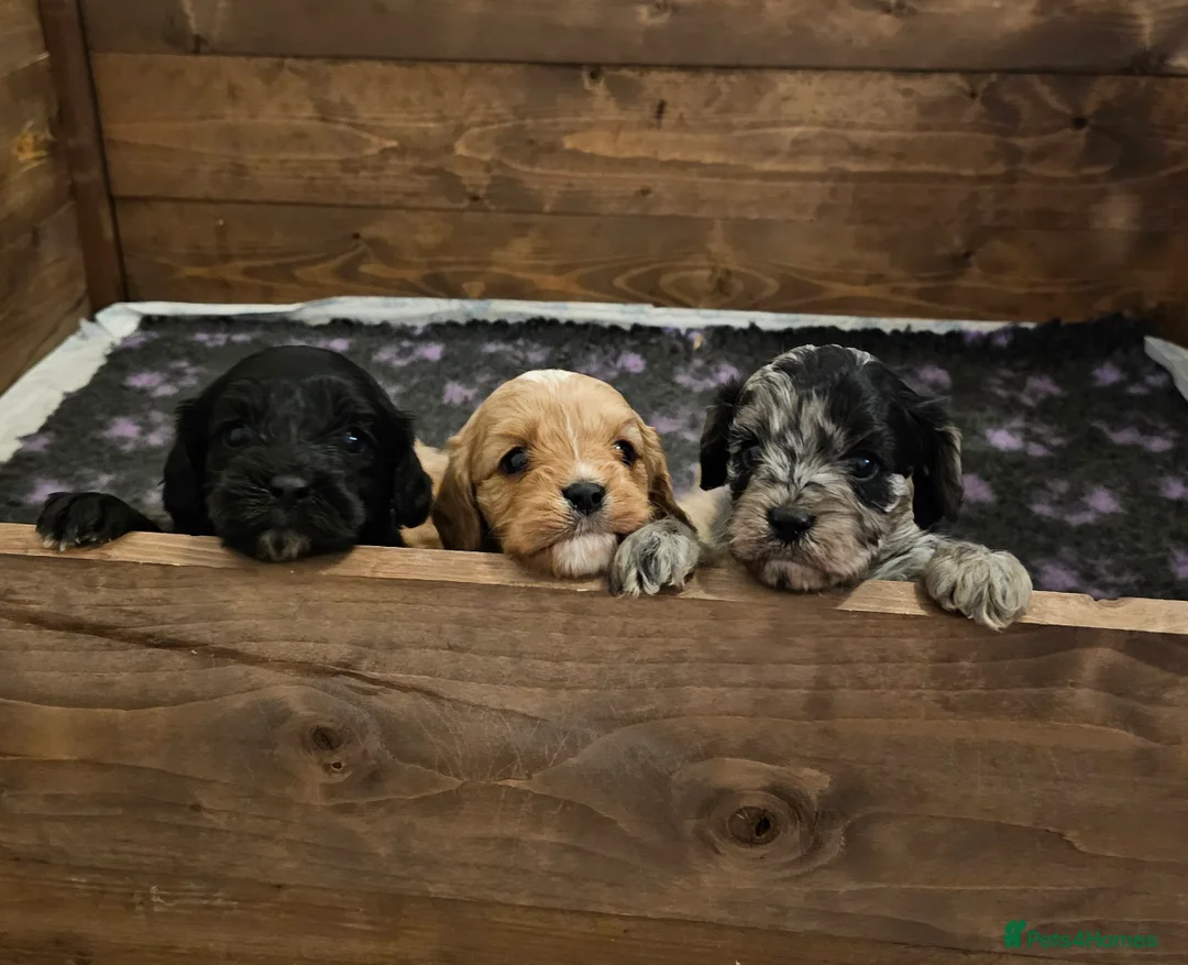 Cavapoo dogs for sale: Extensively health tested F1 Cavapoo puppies 🐶  - Advert 1