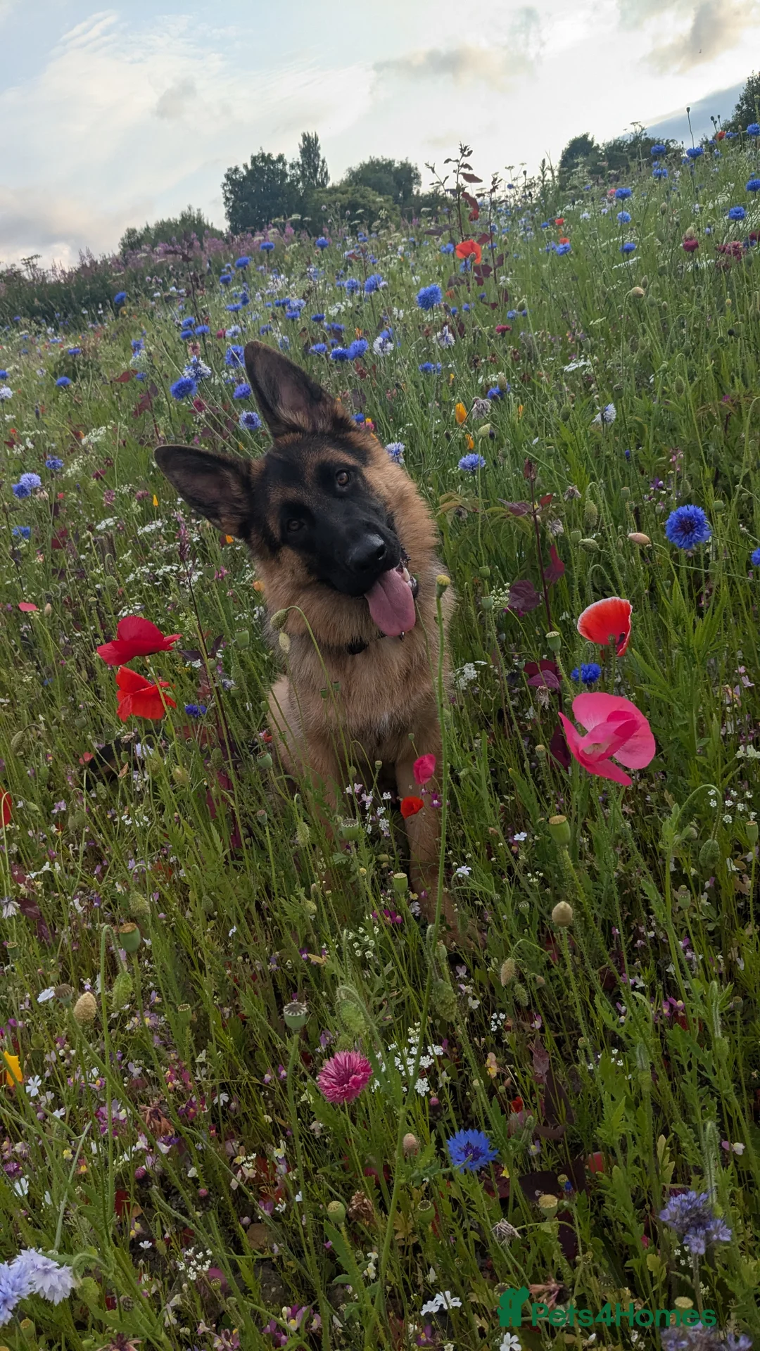 German Shepherd dogs for stud: KC registered German Shepard for stud  - Advert 5