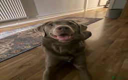 Labrador Retriever dogs for sale: Silver Bitch Labrador - Advert 3