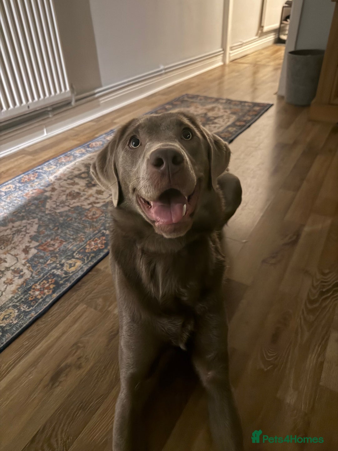 Labrador Retriever dogs for sale: Silver Bitch Labrador - Advert 3