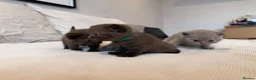 British Shorthair cats for sale: British Shorthair Kittens - Advert 3