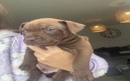 Staffordshire Bull Terrier dogs for sale: 🐾 Beautiful Staffordshire Puppies for Sale 🐾 - Image 7