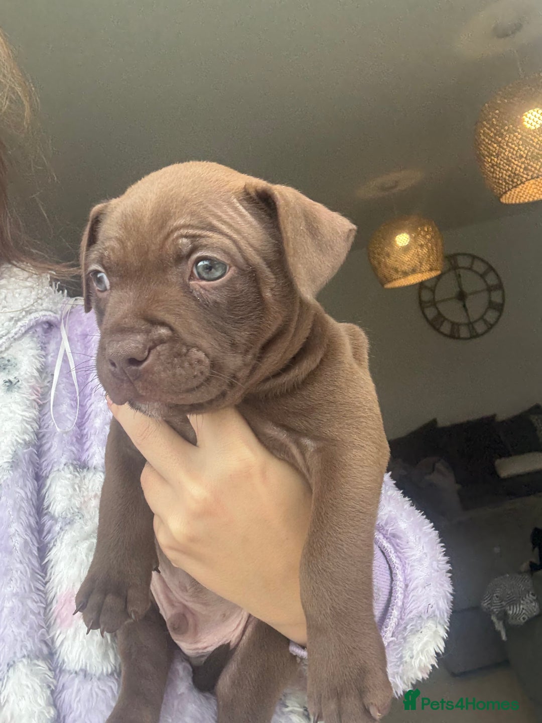 Staffordshire Bull Terrier dogs for sale: 🐾 Beautiful Staffordshire Puppies for Sale 🐾 - Image 7