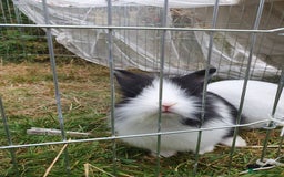 Mini Lop rabbits for sale: Spayed and neutered rabbits for adoption - Image 13