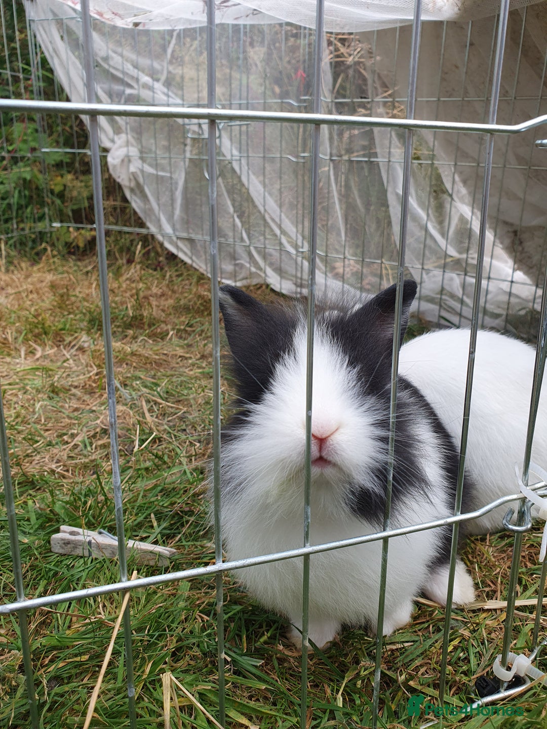 Mini Lop rabbits for sale: Spayed and neutered rabbits for adoption - Image 13