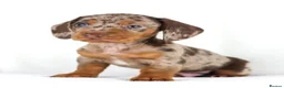 Miniature Dachshund dogs for sale: Quality Miniatures Dachshunds  in Liverpool - Advert 10