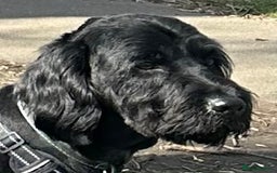Labradoodle dogs for sale: 3 year old gorgeous Labradoodle boy. - Image 5