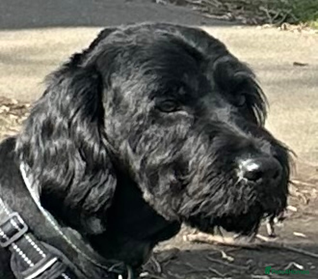 Labradoodle dogs for sale: 3 year old gorgeous Labradoodle boy. - Image 5