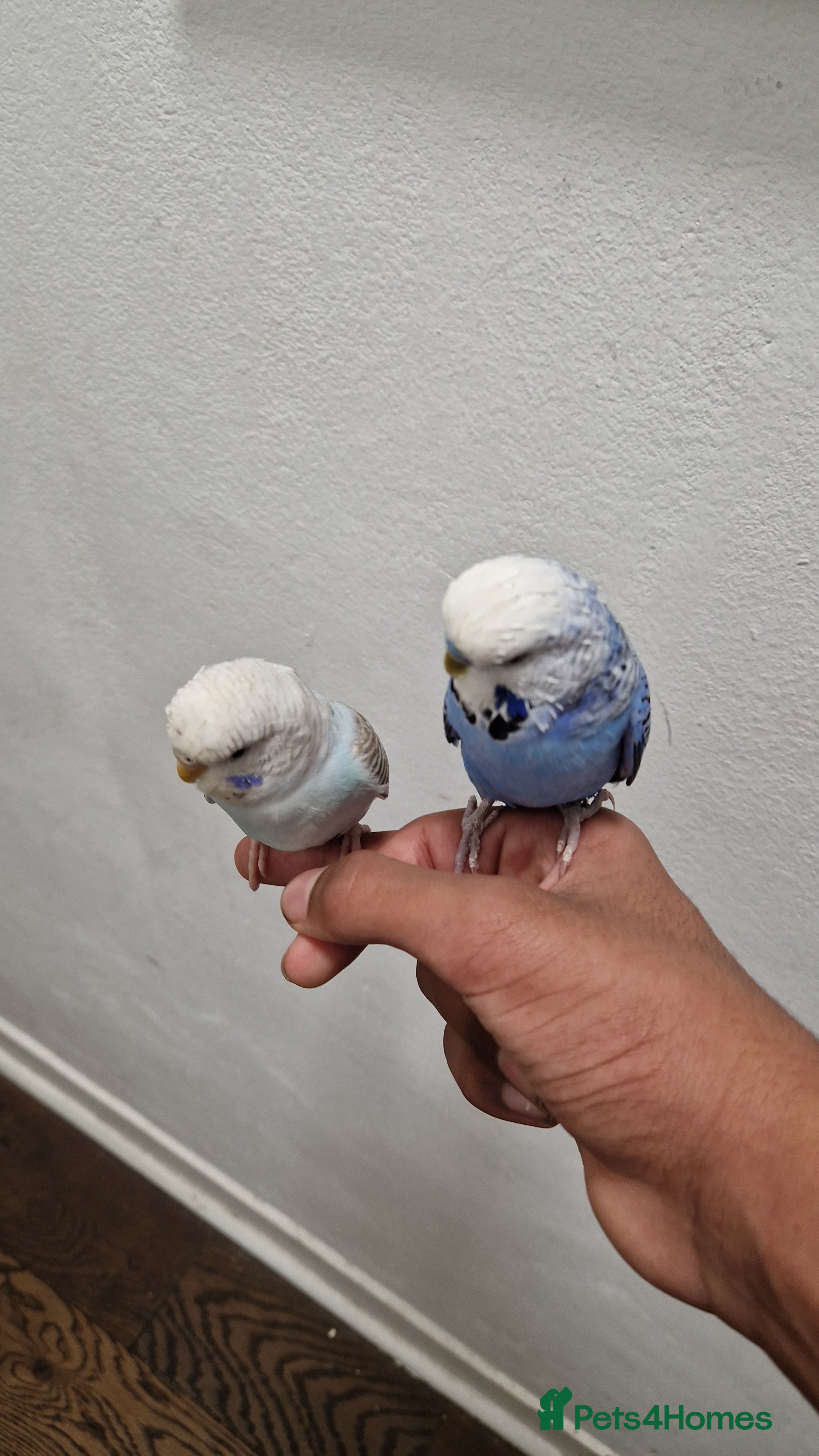 Budgerigars birds 2 Talkative blue and white budgies - Advert 4