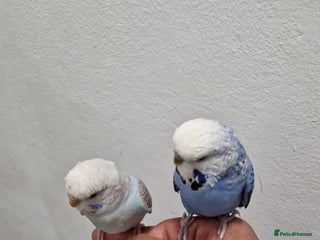 Budgerigars birds 2 Talkative blue and white budgies - Advert 4