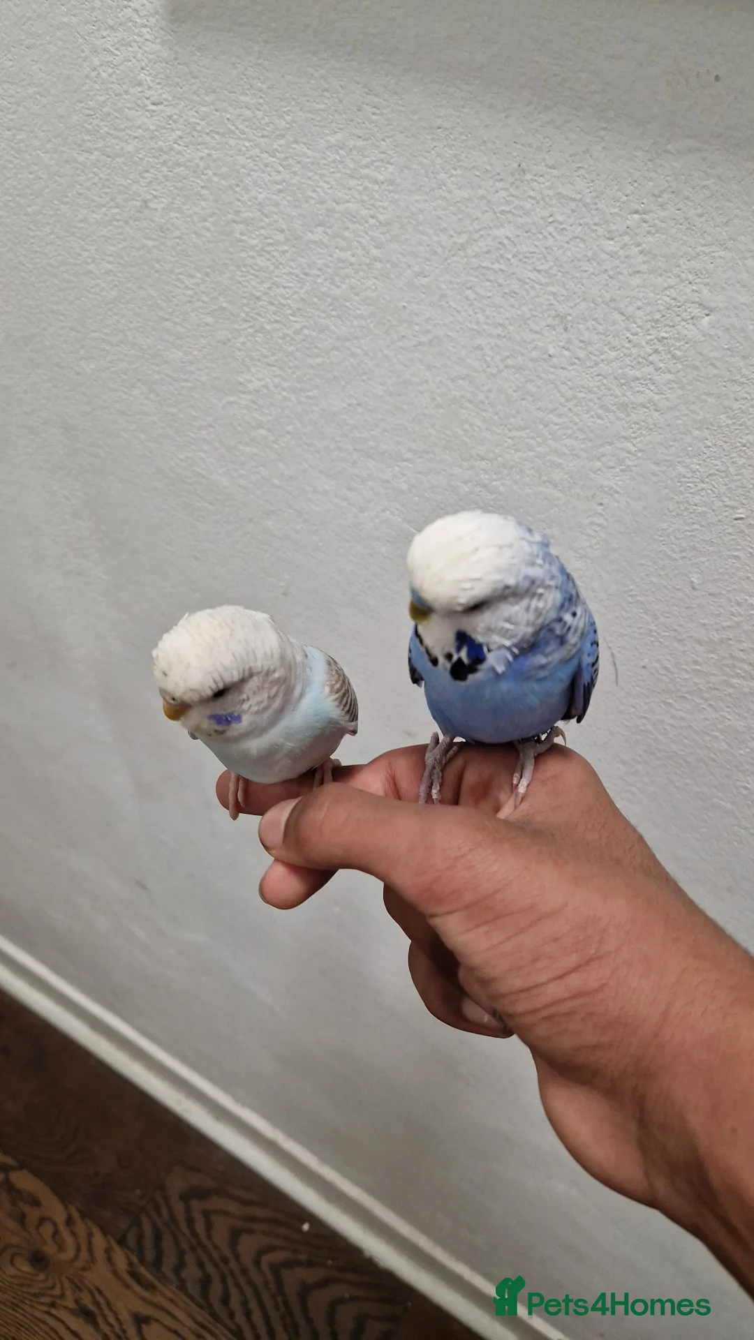 Budgerigars birds for sale: 2 Talkative blue and white budgies - Advert 1