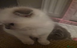 Scottish Fold cats for sale: Scottish fold x Siamese  - Image 8