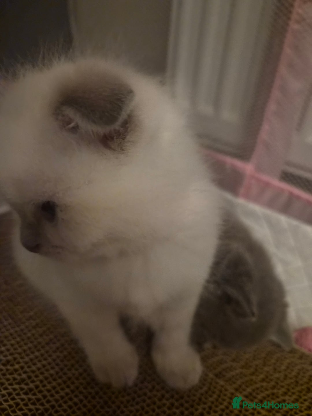Scottish Fold cats for sale: Scottish fold x Siamese  - Image 8