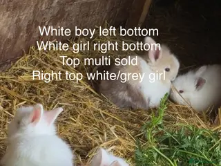 Lionhead rabbits Lion head rabbits - Advert 1