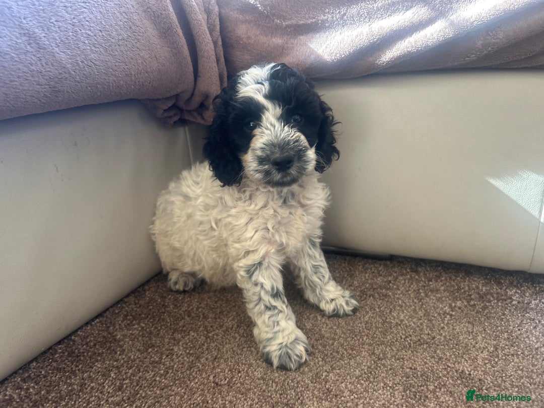 Cockapoo dogs for sale: fabulous cockapoo puppies - Image 7