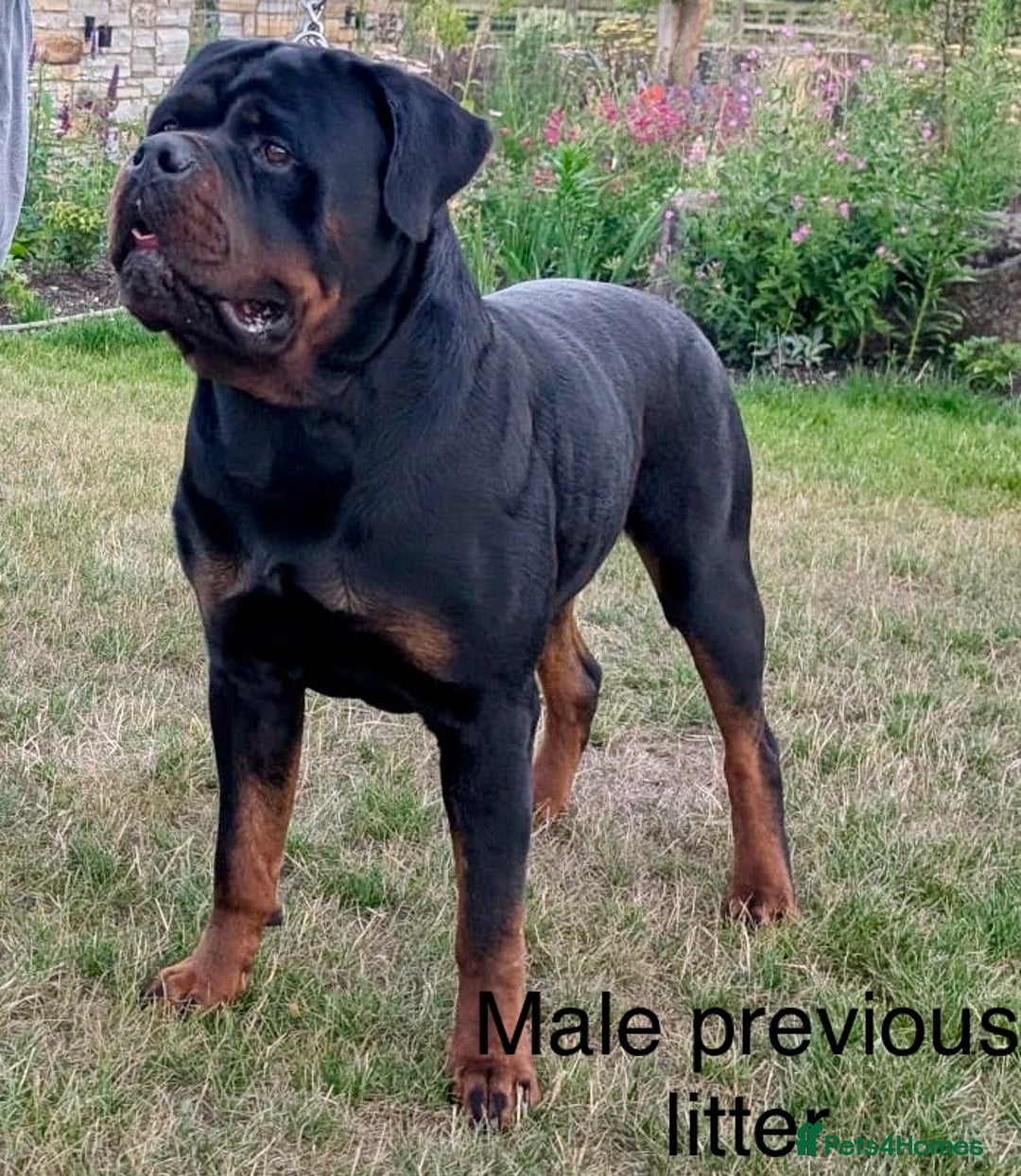 Rottweiler dogs for sale: 🏆Repeat breeding by No.1 Stud in the UK METAL!!🏆 - Image 15