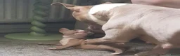 American Bully dogs for sale: American pocket bully puppies - Advert 33