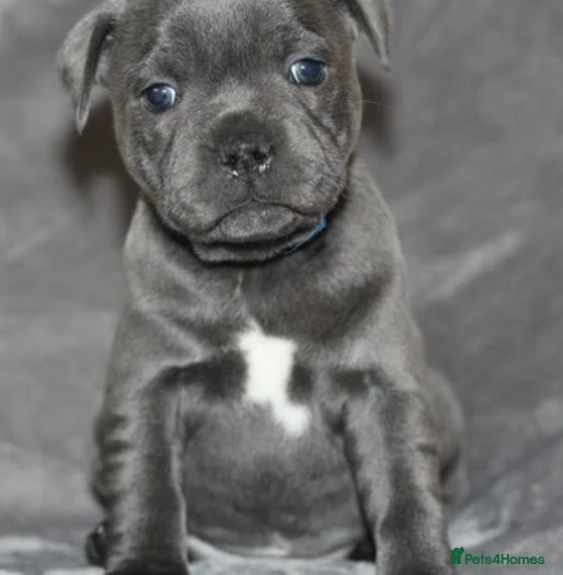 Staffordshire Bull Terrier dogs Outstanding KC S.B.T - Advert 7