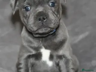 Staffordshire Bull Terrier dogs Outstanding KC S.B.T - Advert 7