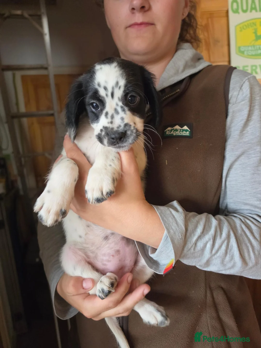 Sprocker dogs for sale: READY NOW Cocker spaniel puppies. - Advert 7