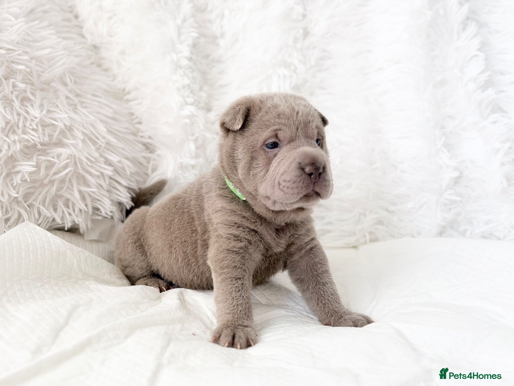 Shar Pei dogs ⭐️ Fifty Shades Of Lilac Shar pei Pups ⭐️ - Advert 10