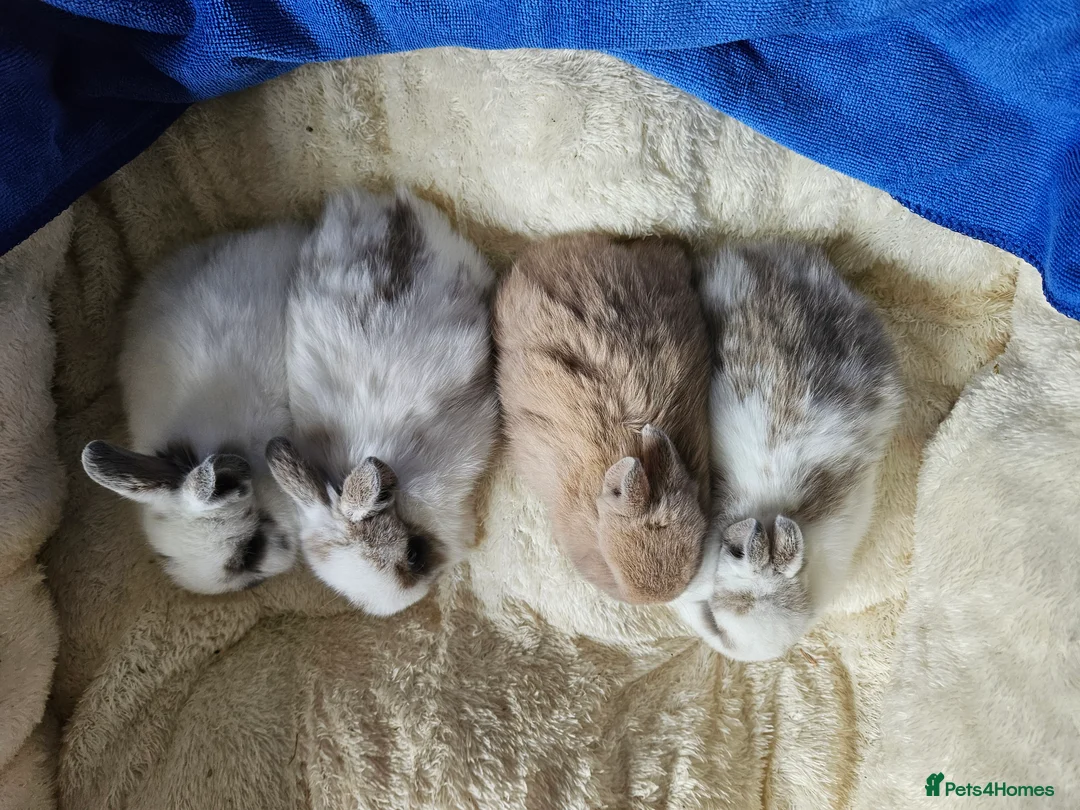 Netherland Dwarf rabbits for sale: Fawn and Broken Butterfly Netherland Dwarf bunnies - Advert 2