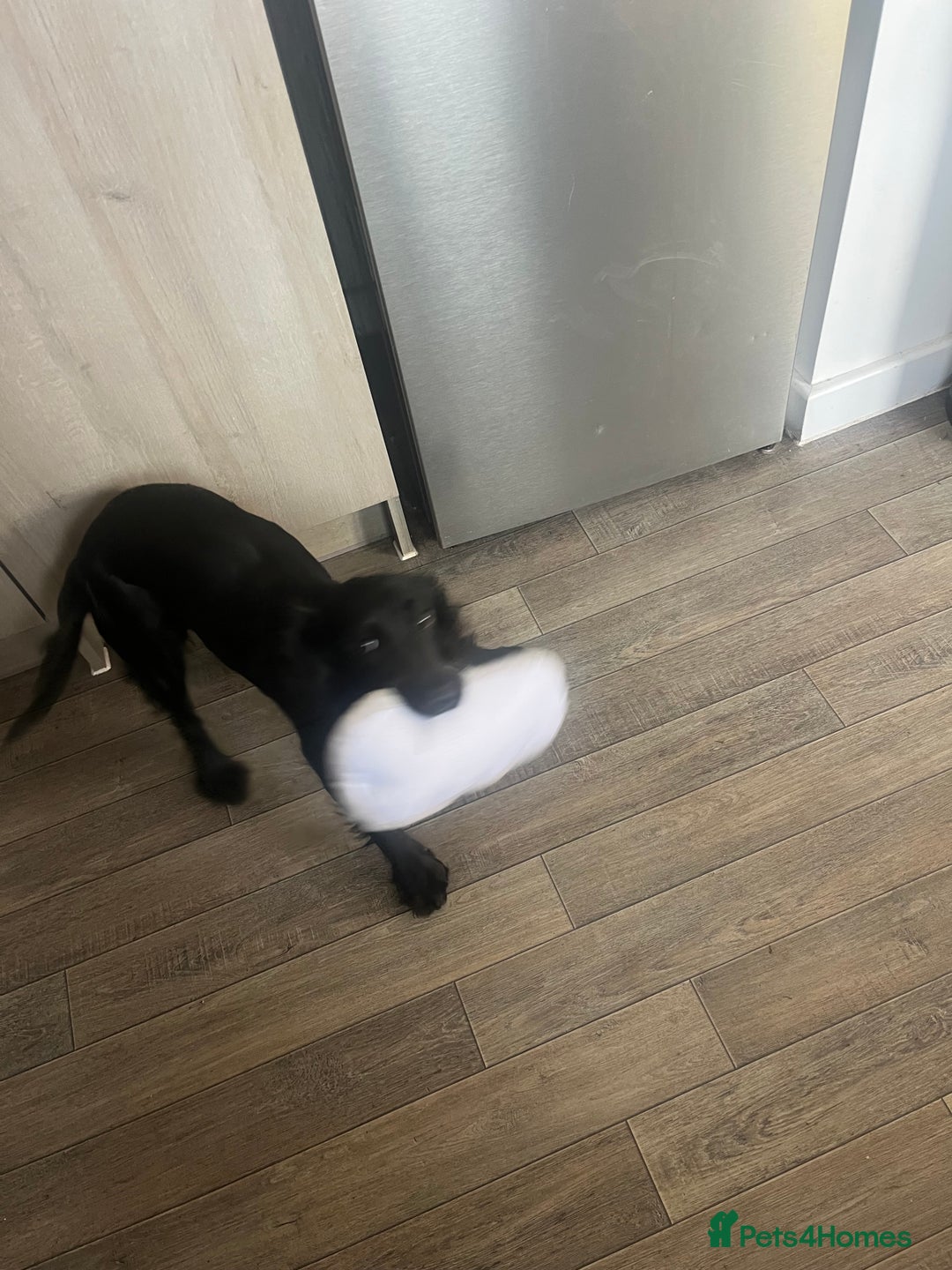 Cocker Spaniel dogs for sale: Rosie - One Year Old - Advert 6