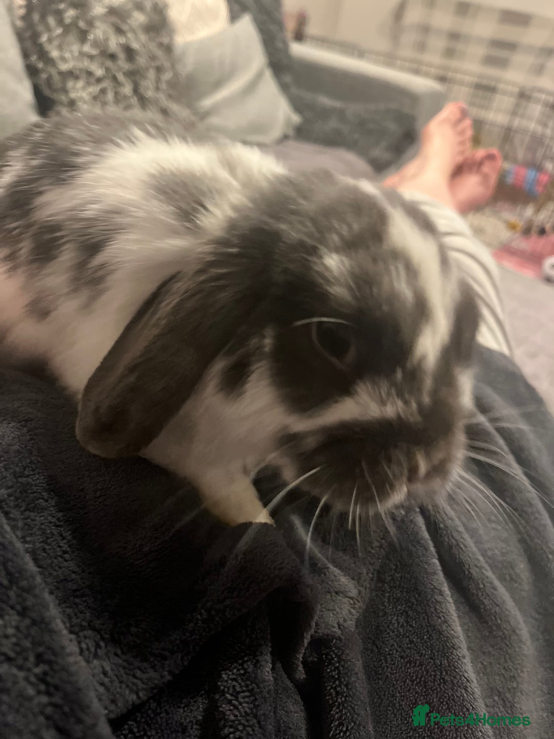 Mini Lop rabbits for sale: Mini lop  - Image 5