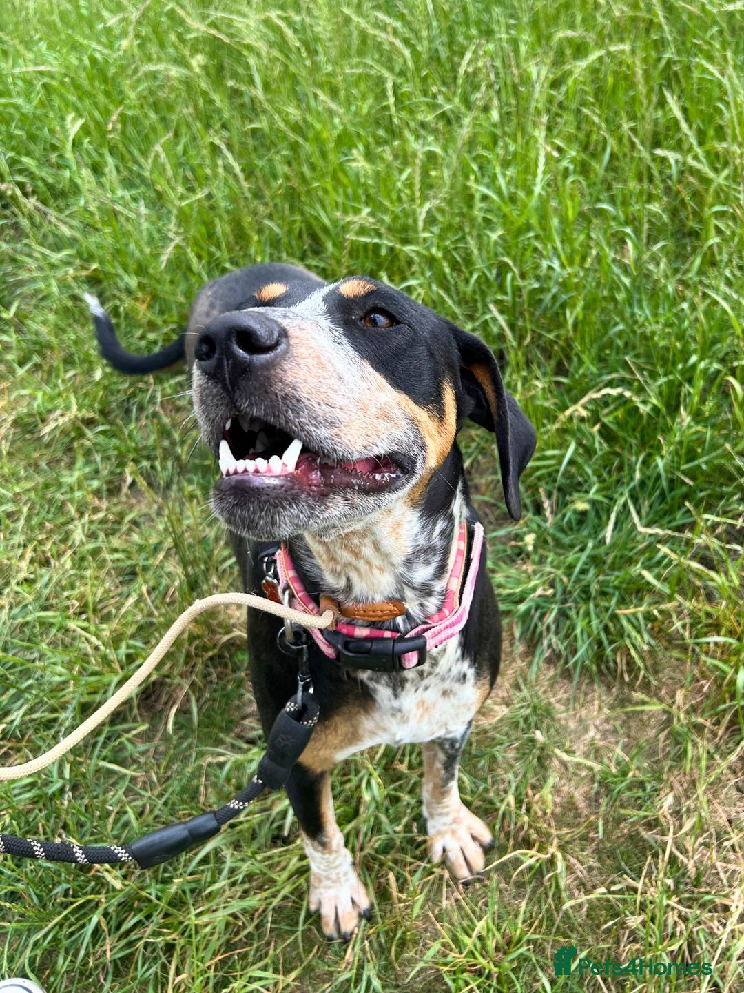 Mixed Breed dogs for adoption: Pippa - The sweetest, softest girl - Image 8