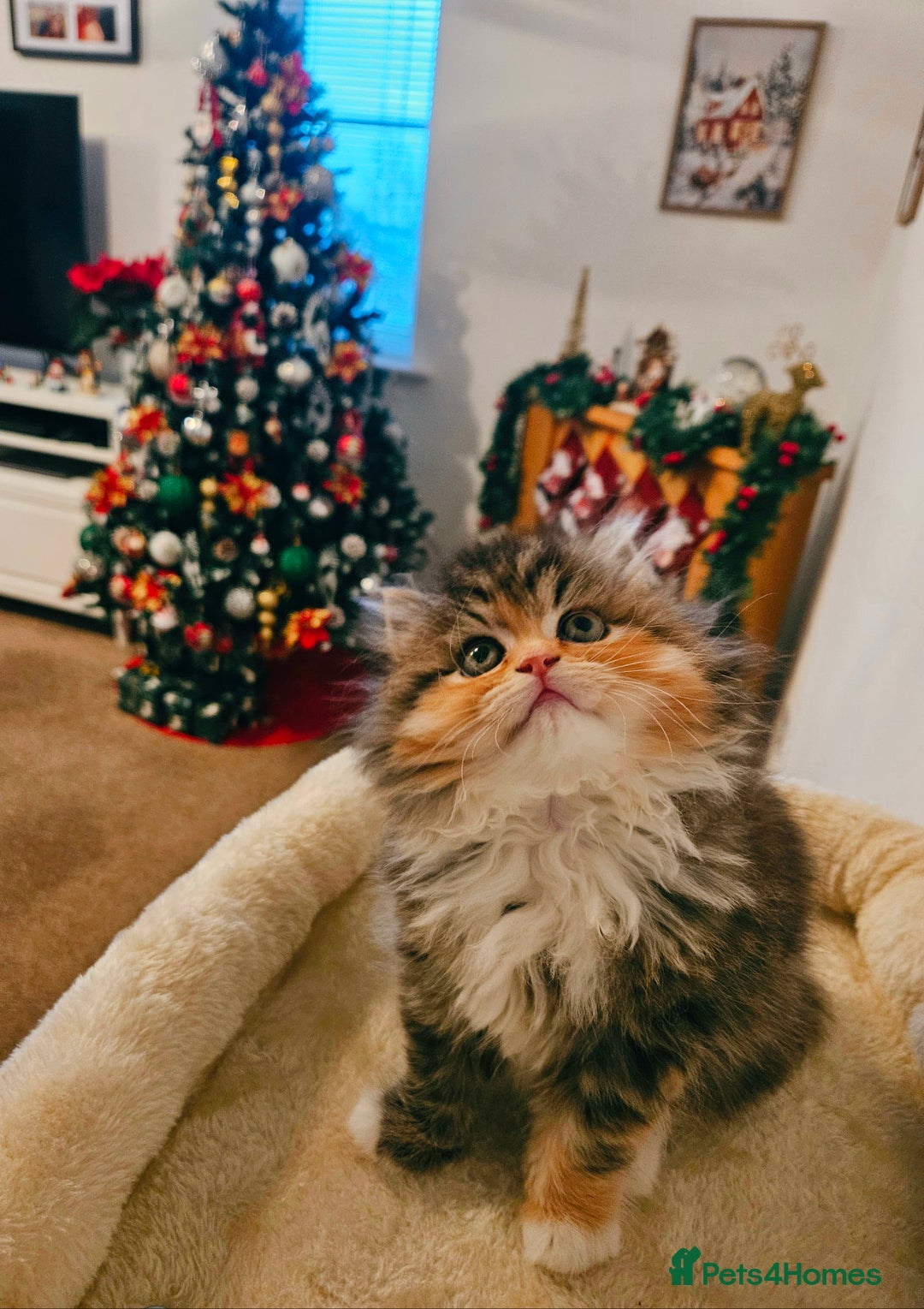 Persian cats for sale: Rare and Stunning Persian Girl  - Advert 1