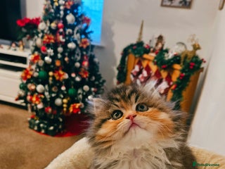 Persian cats Rare and Stunning Persian Girl - Advert 2