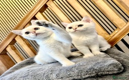 British Shorthair cats for sale: Adorable girls looking for a loving family  - Image 5