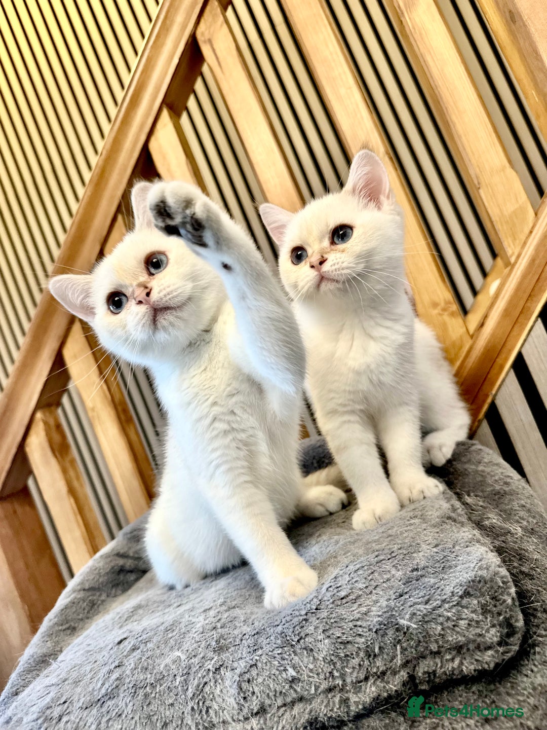 British Shorthair cats for sale: Adorable girls looking for a loving family  - Image 5