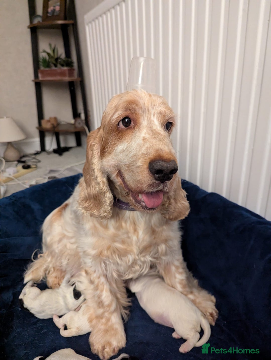 Cocker Spaniel dogs for sale: KC Reg Cocker Spaniel Puppies health checked - Advert 1