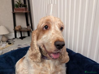 Cocker Spaniel dogs KC Reg Cocker Spaniel Puppies health checked - Advert 3